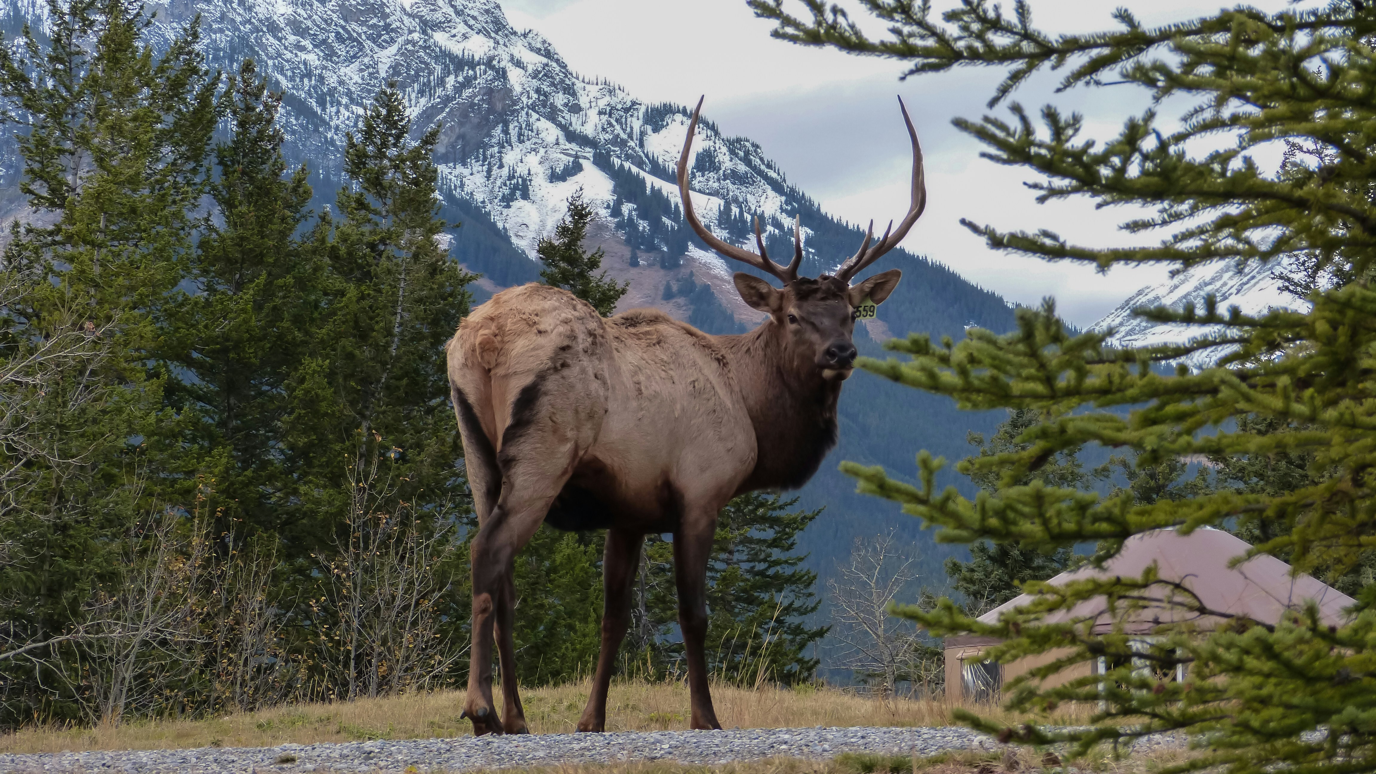 CAN Banff NP Elk