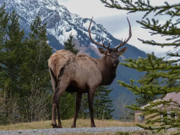 CAN Banff NP Elk
