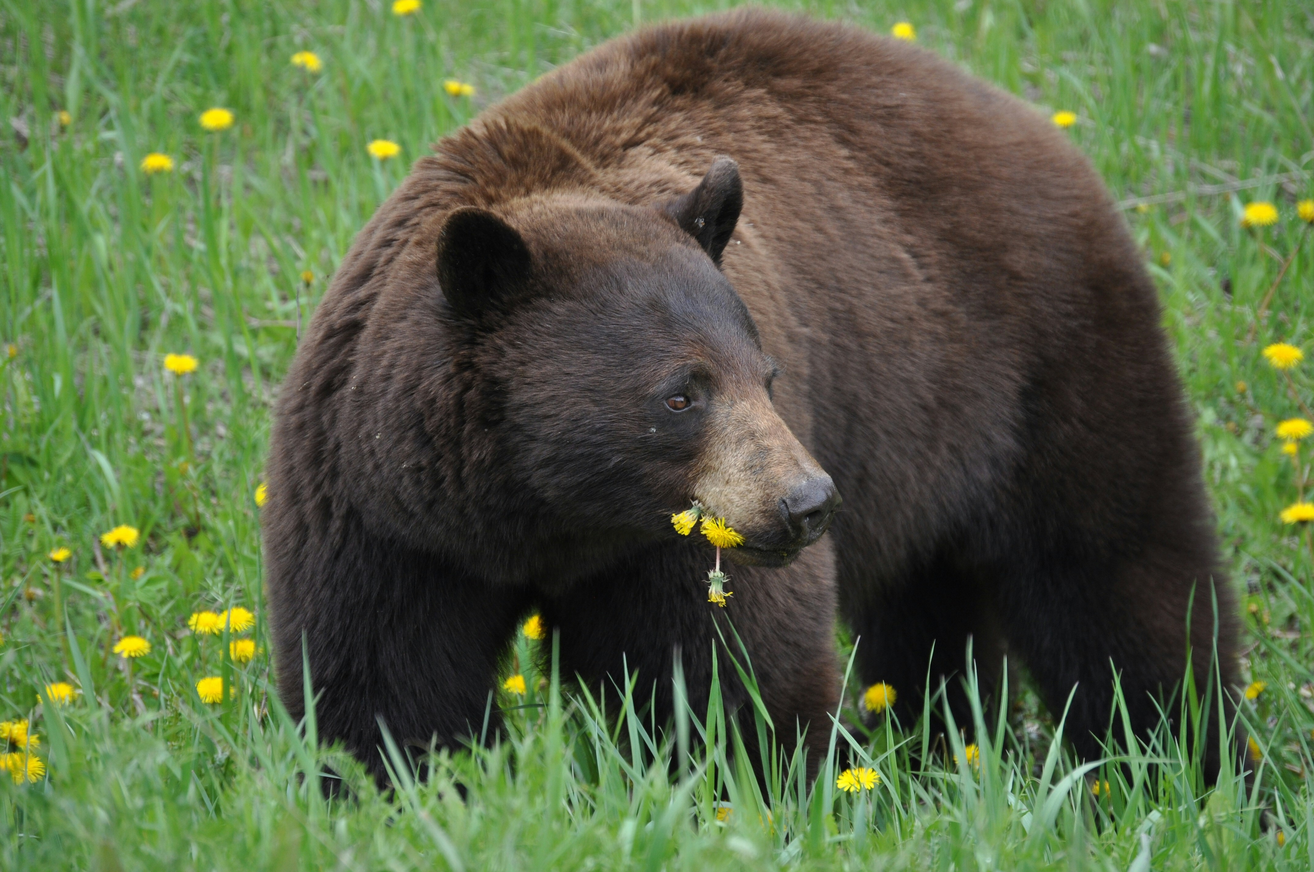 CAN Banff NP Grizzly Bear