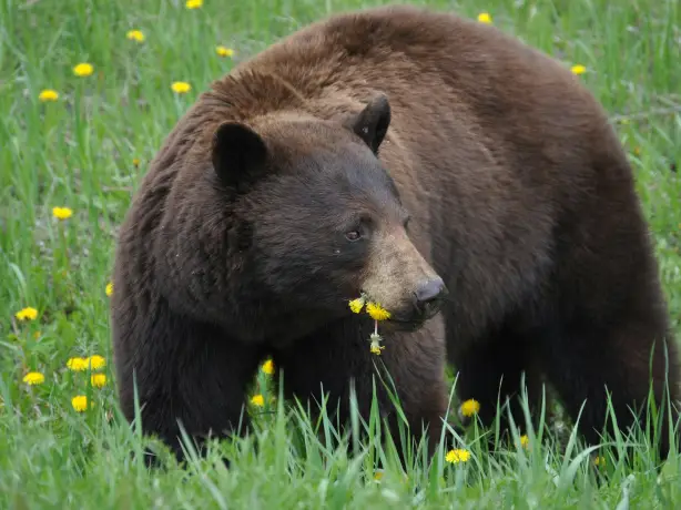 CAN Banff NP Grizzly Bear