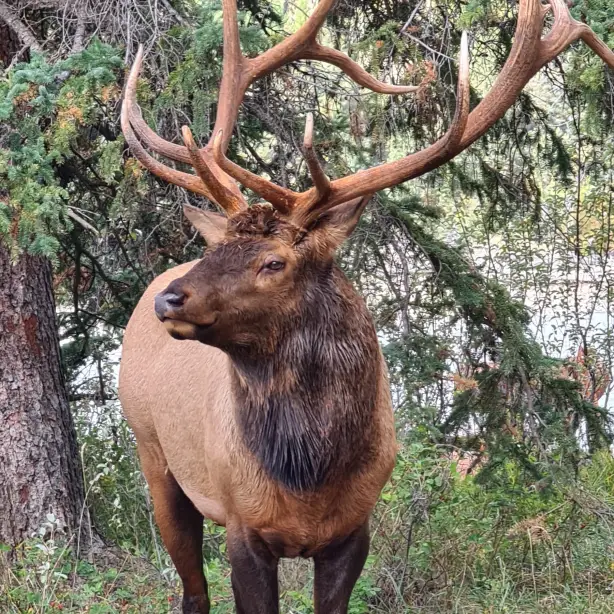 Canada Canadian Rockies red deer