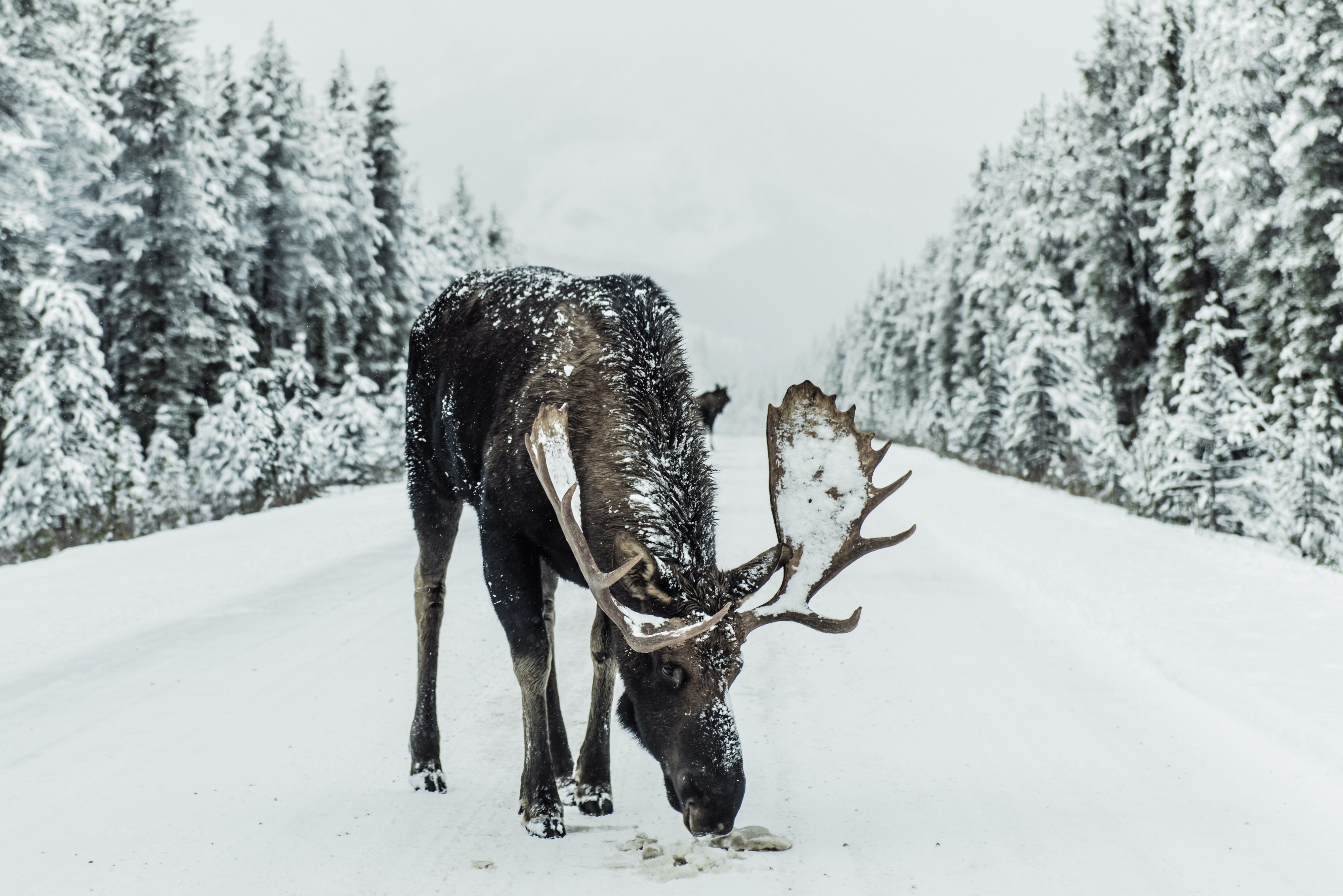 Canada icefields parkway moose road snow ivars krutainis