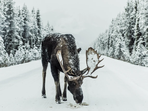 Canada icefields parkway moose road snow ivars krutainis