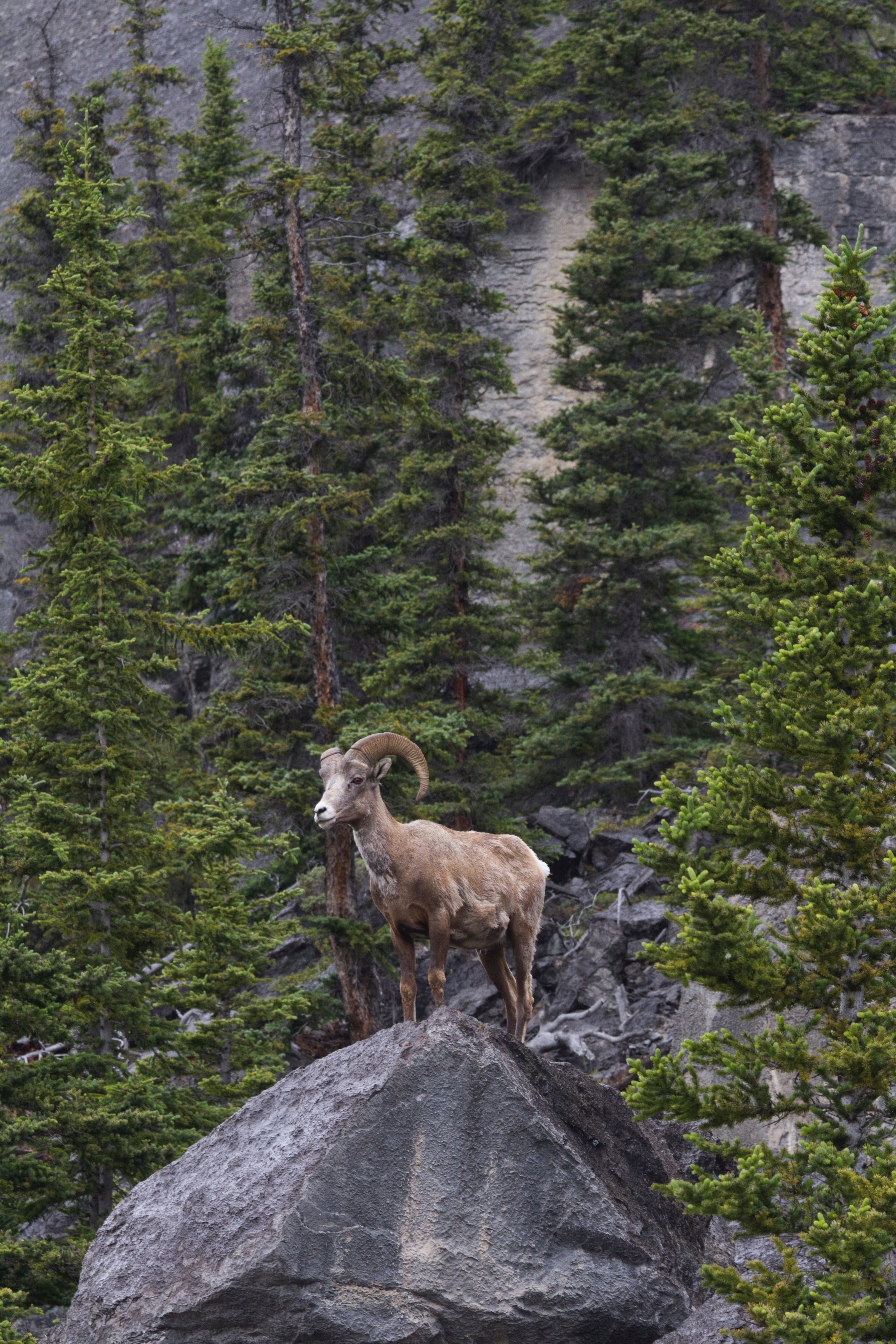 Bergziege auf dem Canada Icefields Parkway