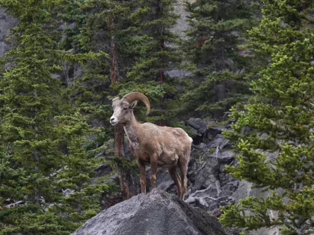 Bergziege auf dem Canada Icefields Parkway