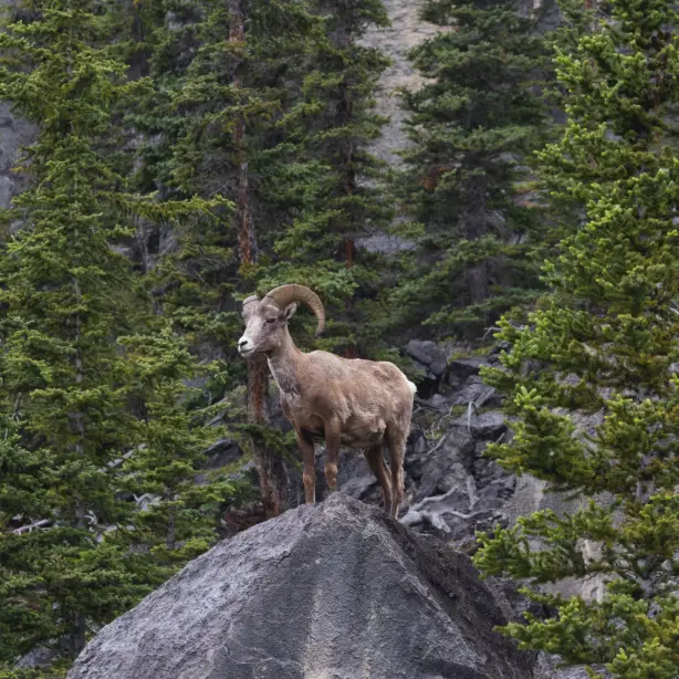 Berggeit in het Canada Icefields Parkway