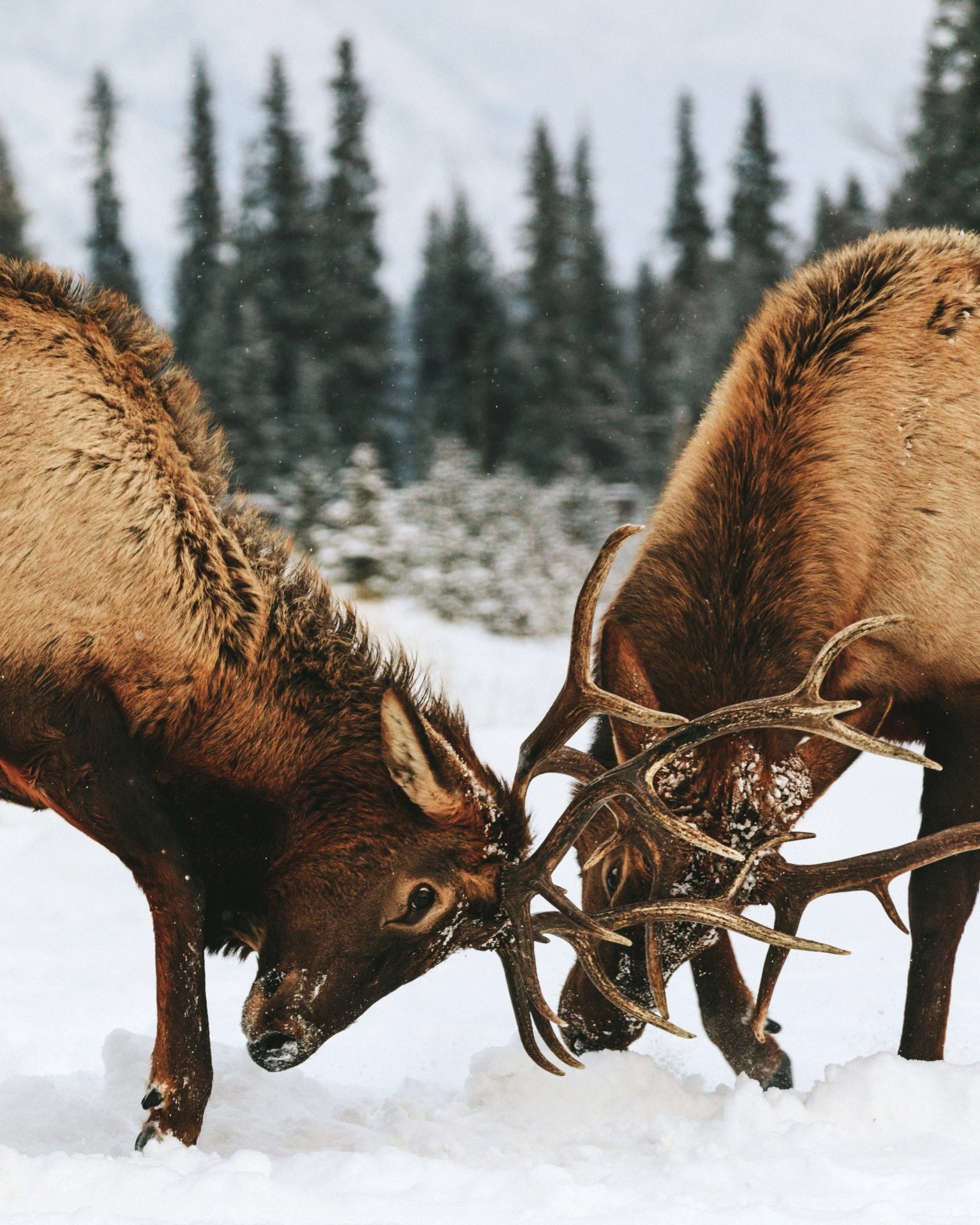 ca-banff national park two male elk fighting in the snow_winter