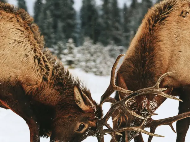 ca-banff national park two male elk fighting in the snow_winter