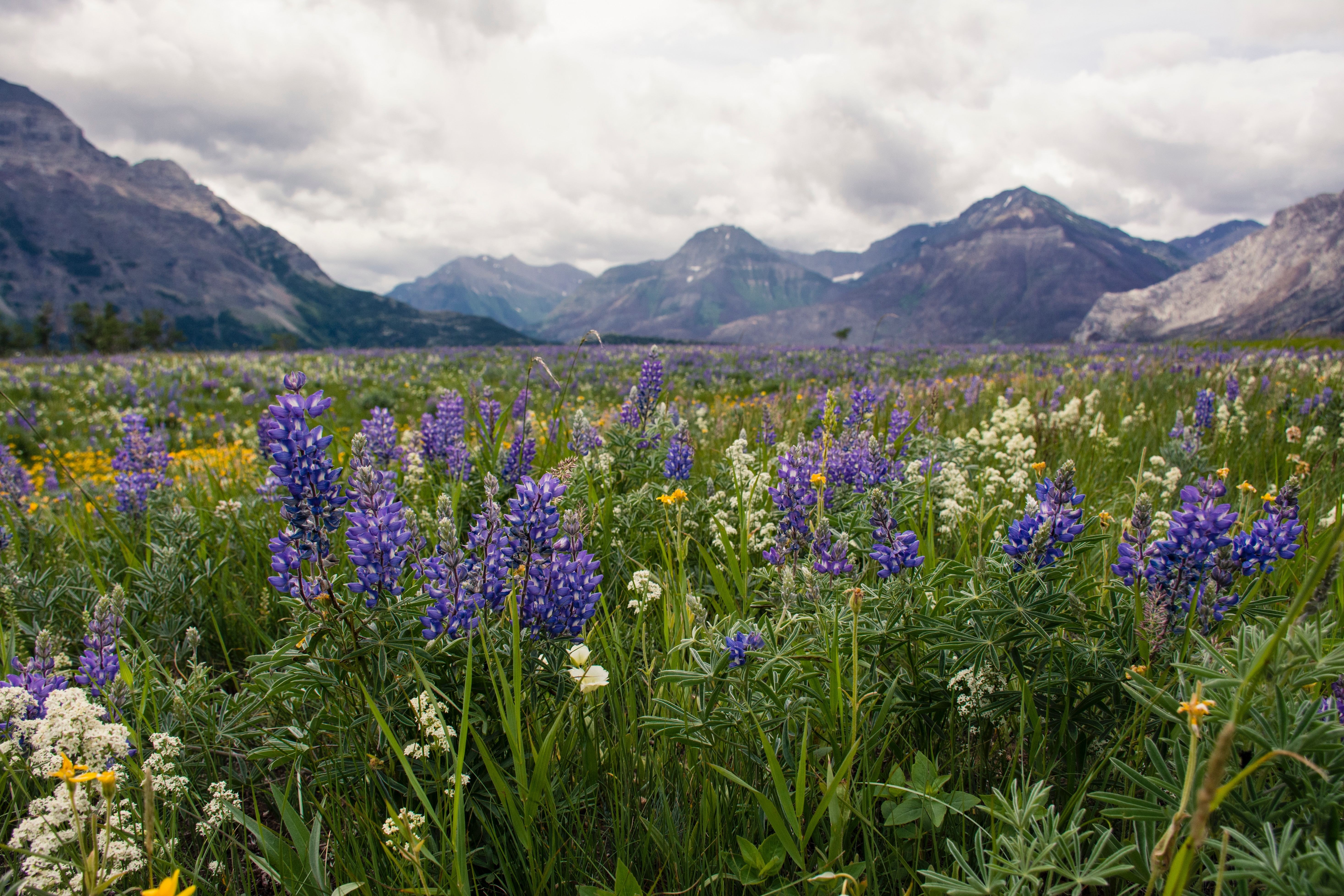 CAN waterton lakes NP sharissa johnson unsplash