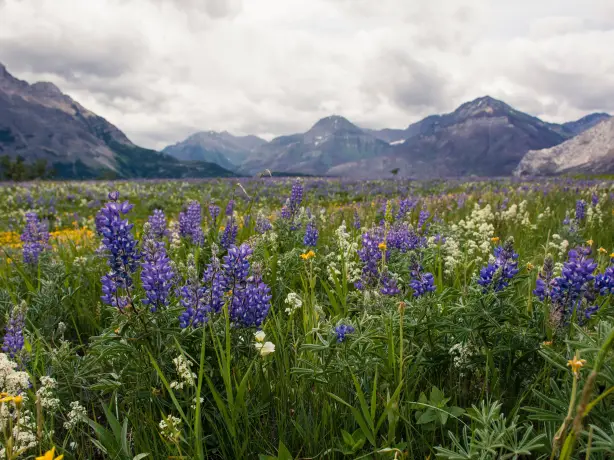 CAN waterton lakes NP sharissa johnson unsplash