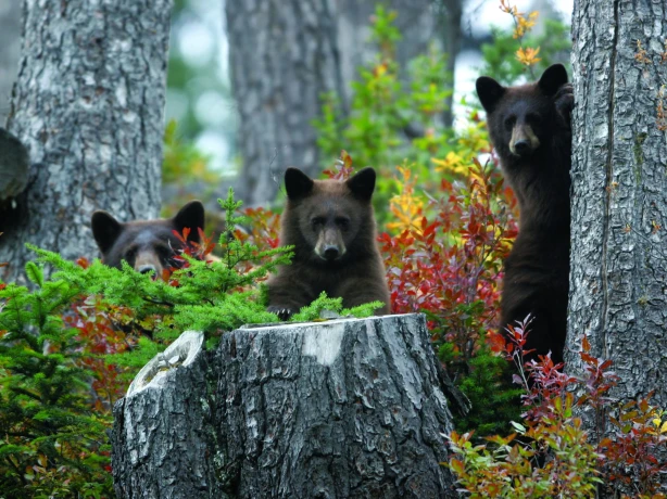 Three curious bears looking straight at the camera from the forest