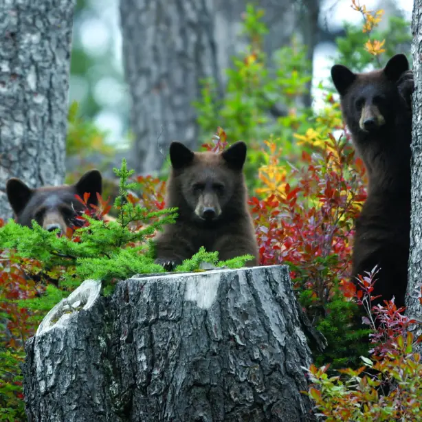 Three curious bears looking straight at the camera from the forest