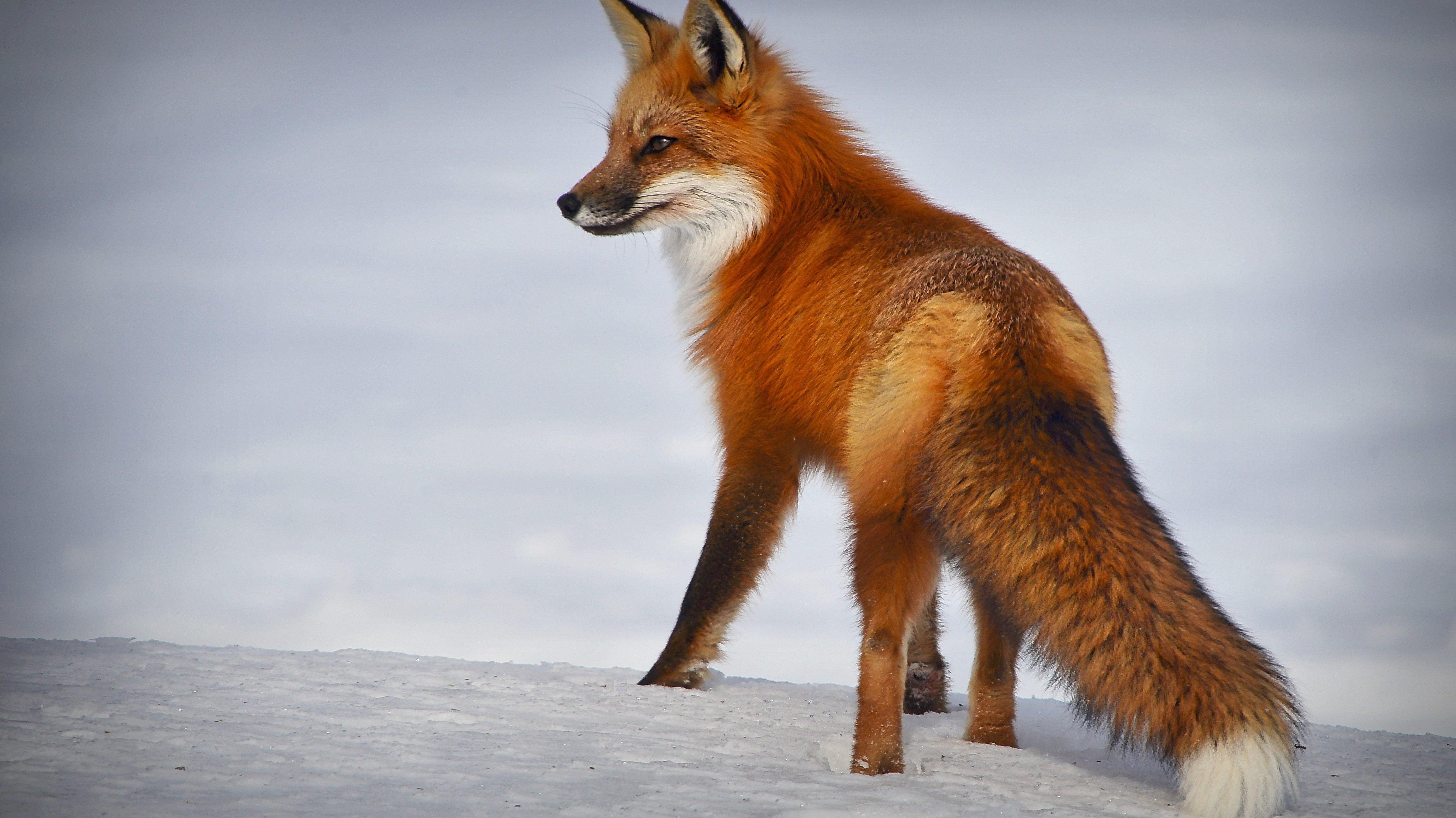 Can pix fox 4893199
