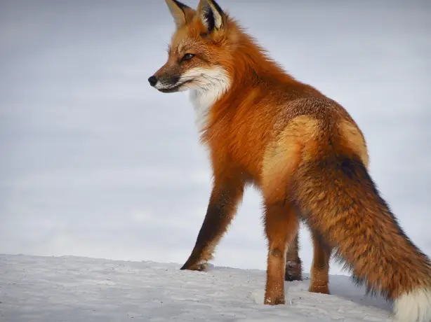 Can pix fox 4893199