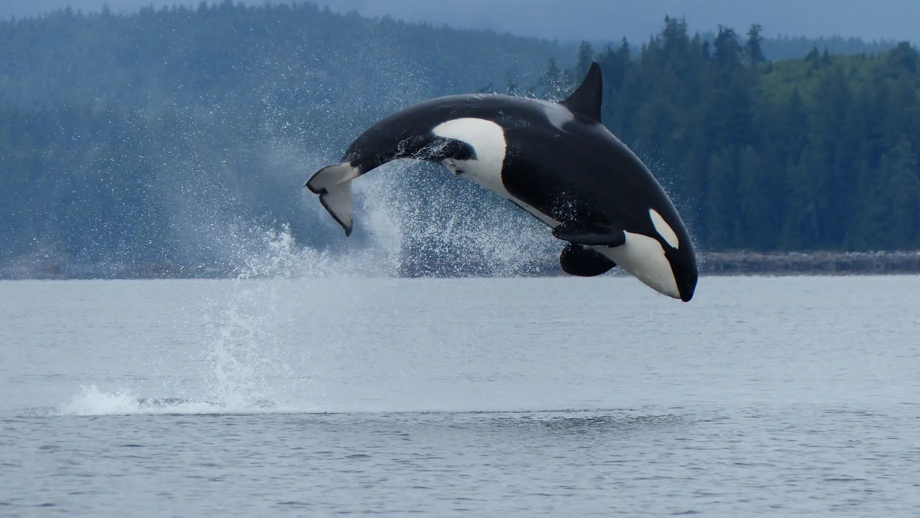 Can orca water campbell river 39094 master