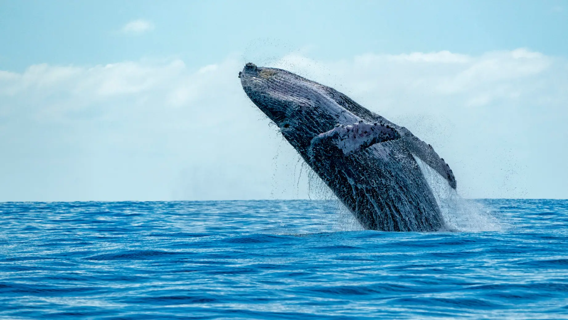 humpback whale jumping out of the water, British Columbia, Canada