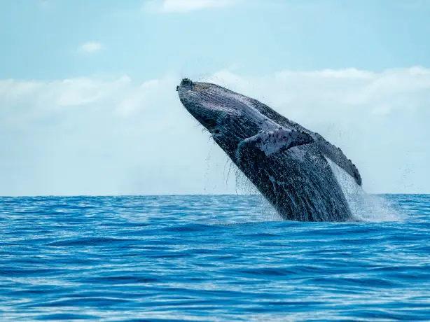 humpback whale jumping out of the water, British Columbia, Canada