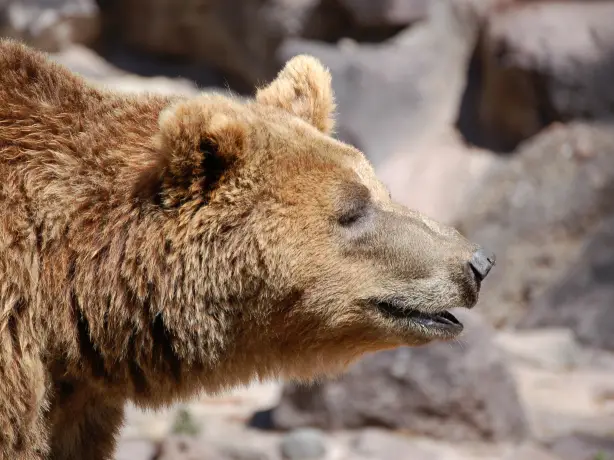 Kanada Bär
