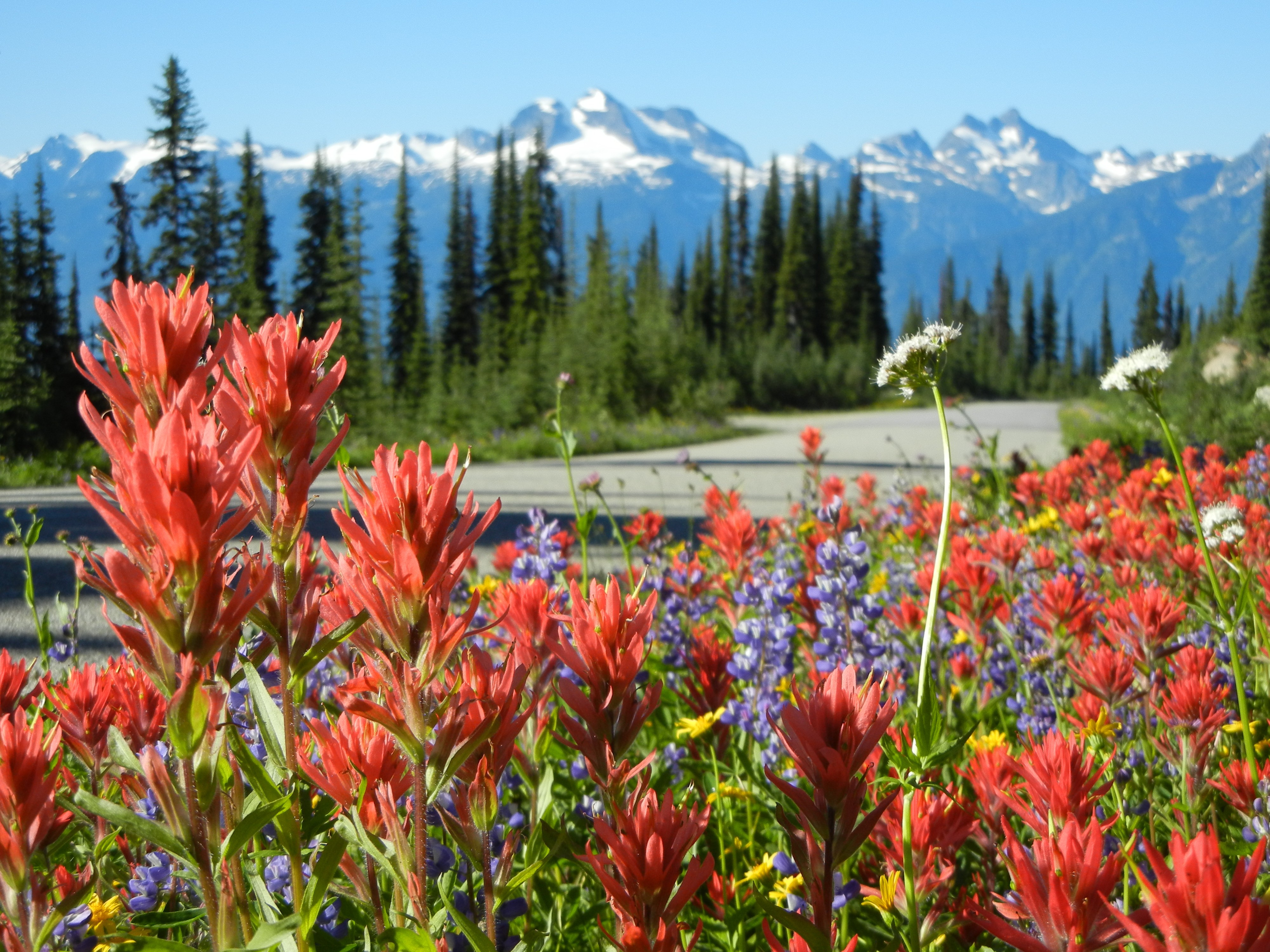 Wildblumen im Vordergrund, im Hintergrund hohe grüne Bäume und schneebedeckte Berge, in Revelstoke, British Columbia