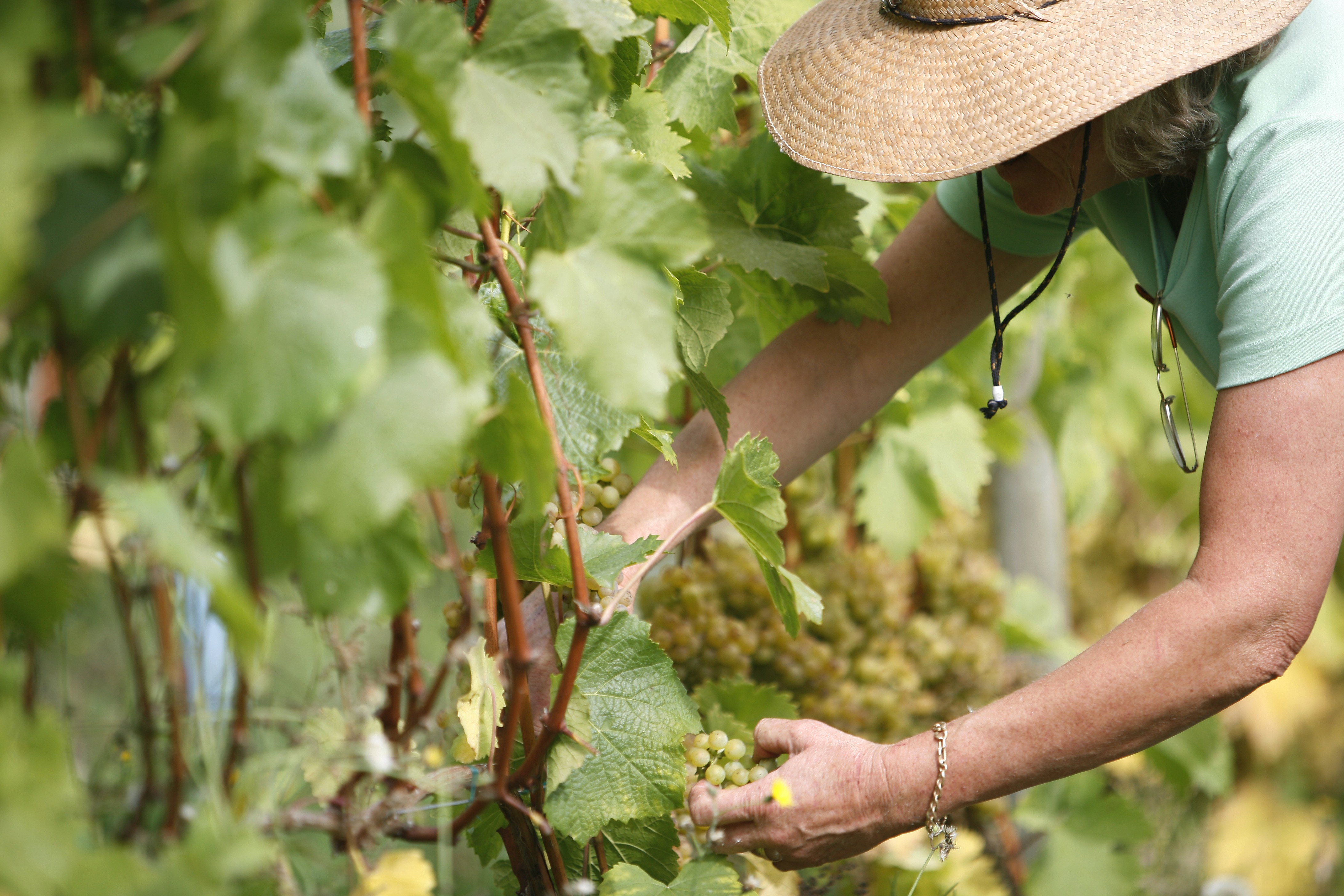 Grape Harvest credits Deddeda Stemler