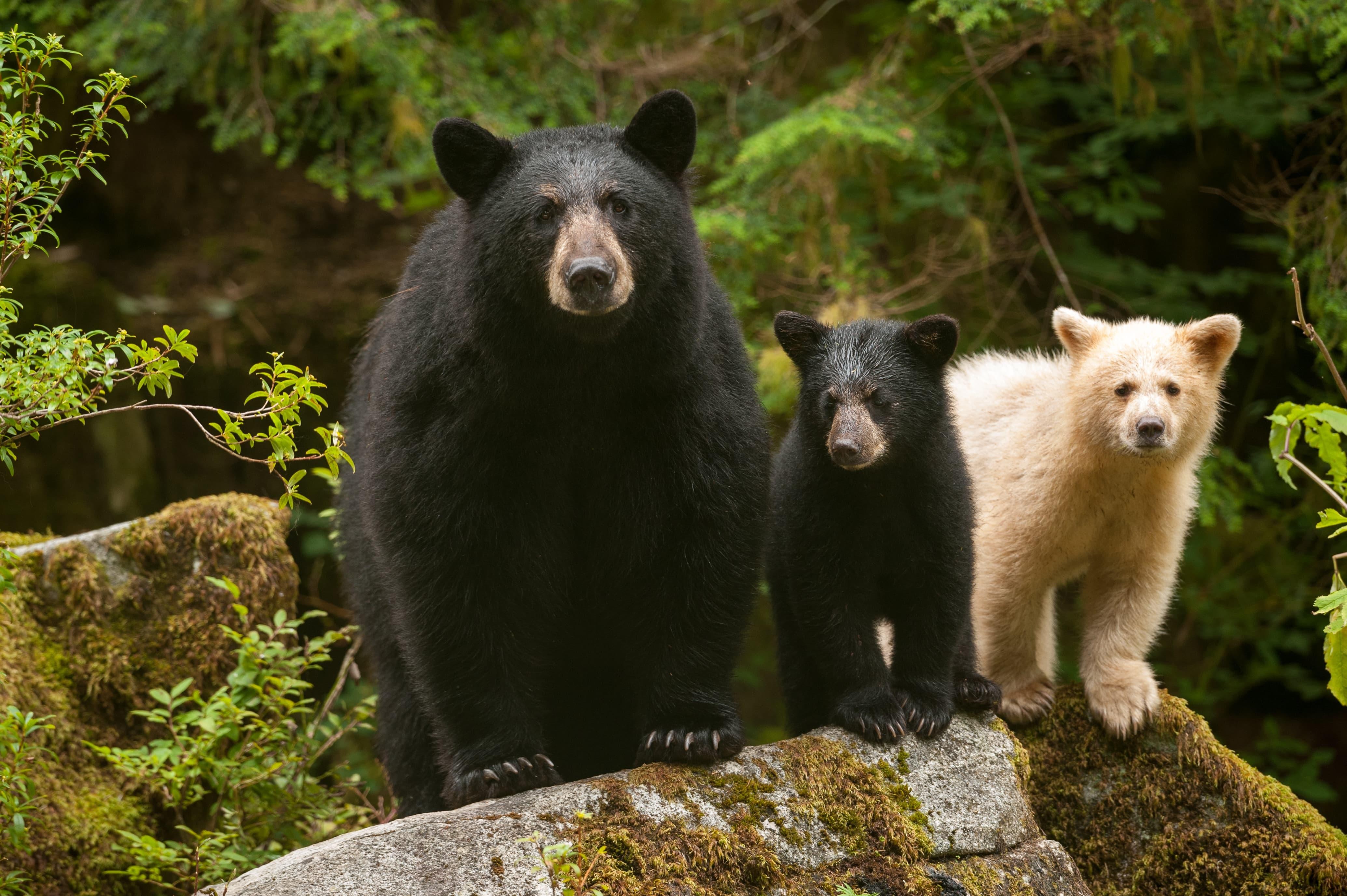 Eine Familie mit zwei Schwarzbären und einem Geisterbären steht auf einem Baumstamm im Great Bear Rainforest in Kanada