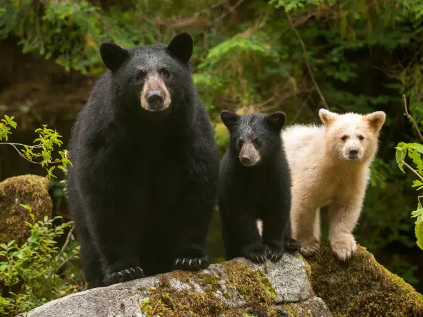 Eine Familie mit zwei Schwarzbären und einem Geisterbären steht auf einem Baumstamm im Great Bear Rainforest in Kanada