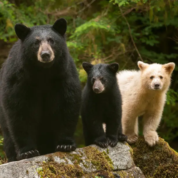 Eine Familie mit zwei Schwarzbären und einem Geisterbären steht auf einem Baumstamm im Great Bear Rainforest in Kanada