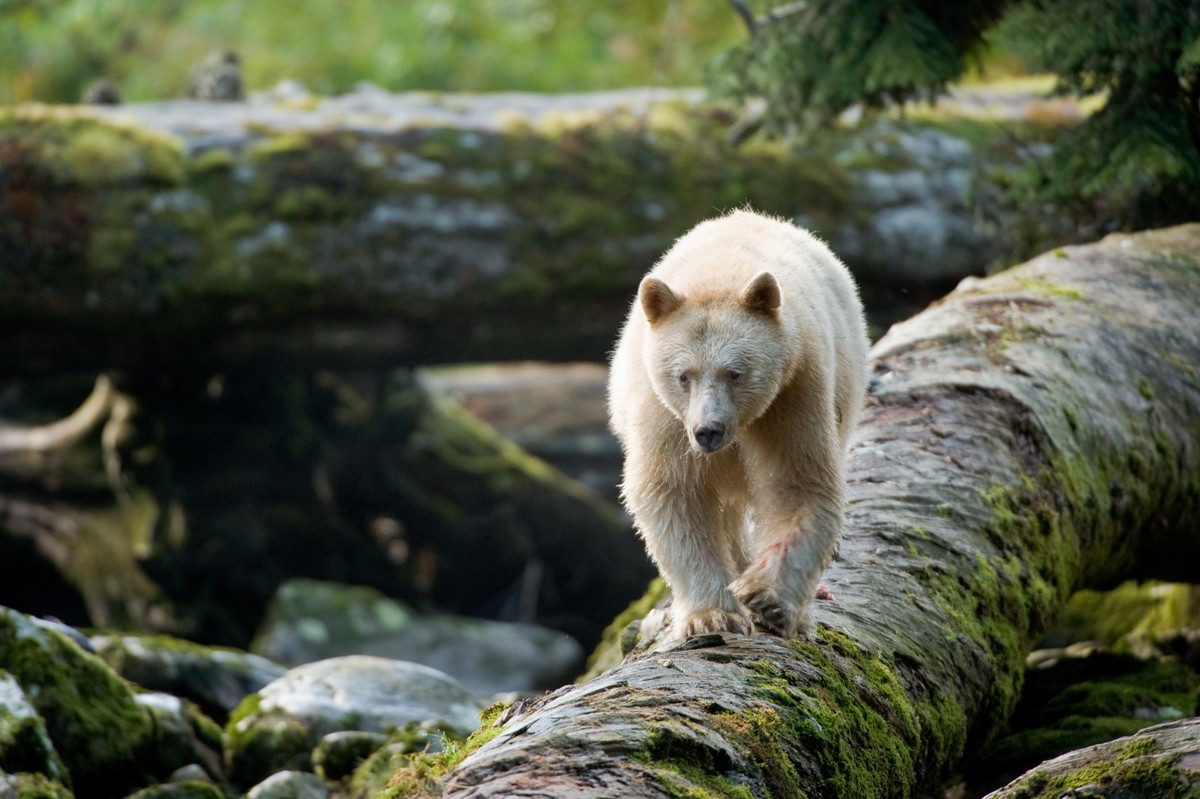 A spirit bear walks across a log in the Great Bear Rainforest, Canada