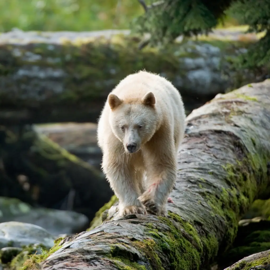 A spirit bear walks across a log in the Great Bear Rainforest, Canada