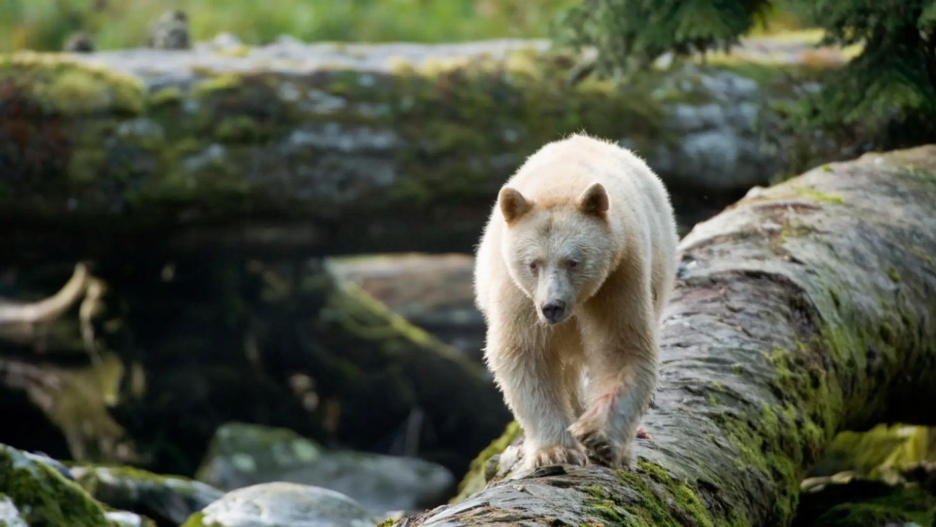 A spirit bear walks across a log in the Great Bear Rainforest, Canada