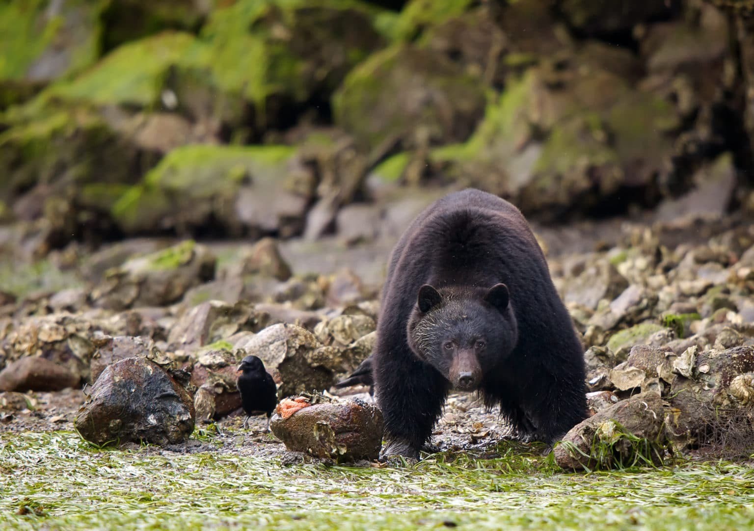 Can pacific rim bamfield 6657 Outer Shores Lodge bear