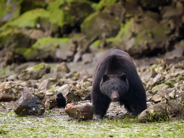 Can pacific rim bamfield 6657 Outer Shores Lodge bear