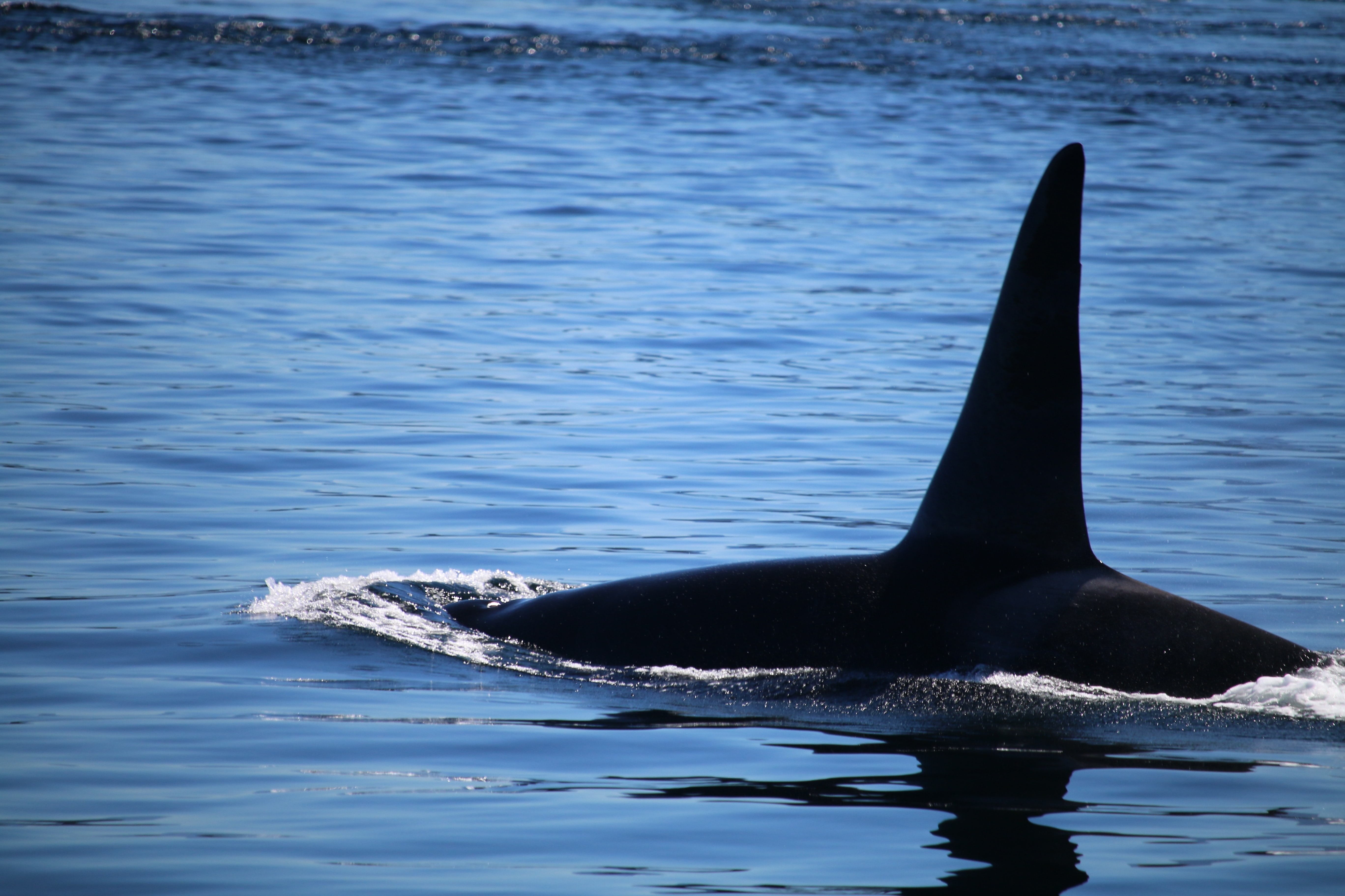 Desolation sound orca