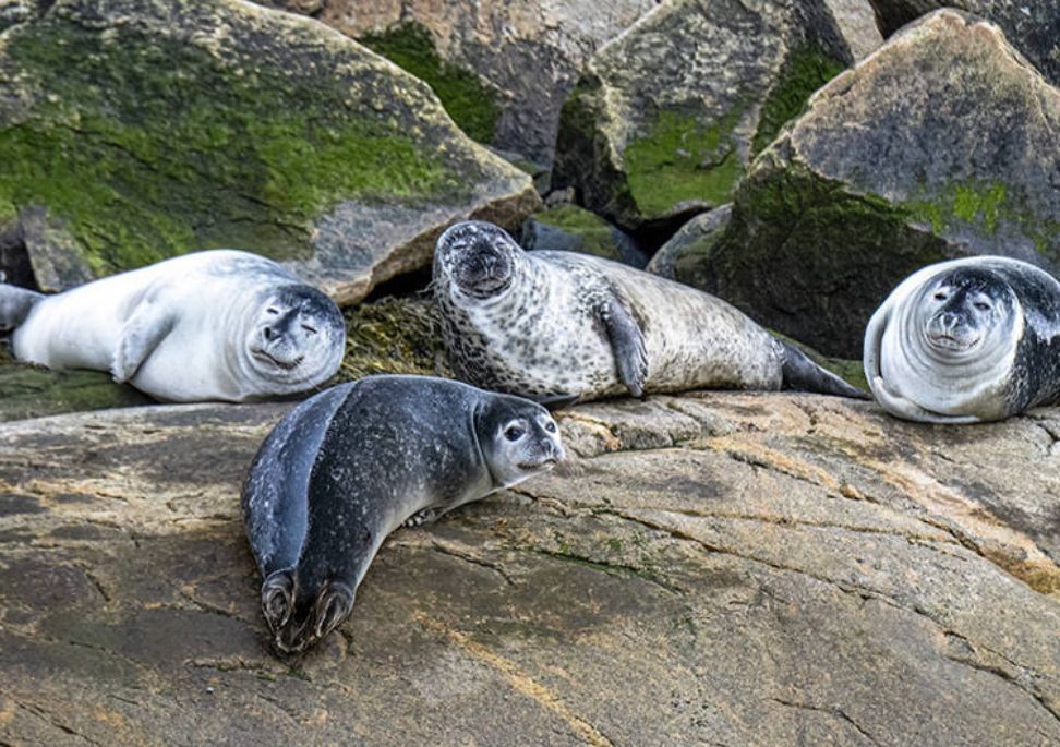 CAN Seals