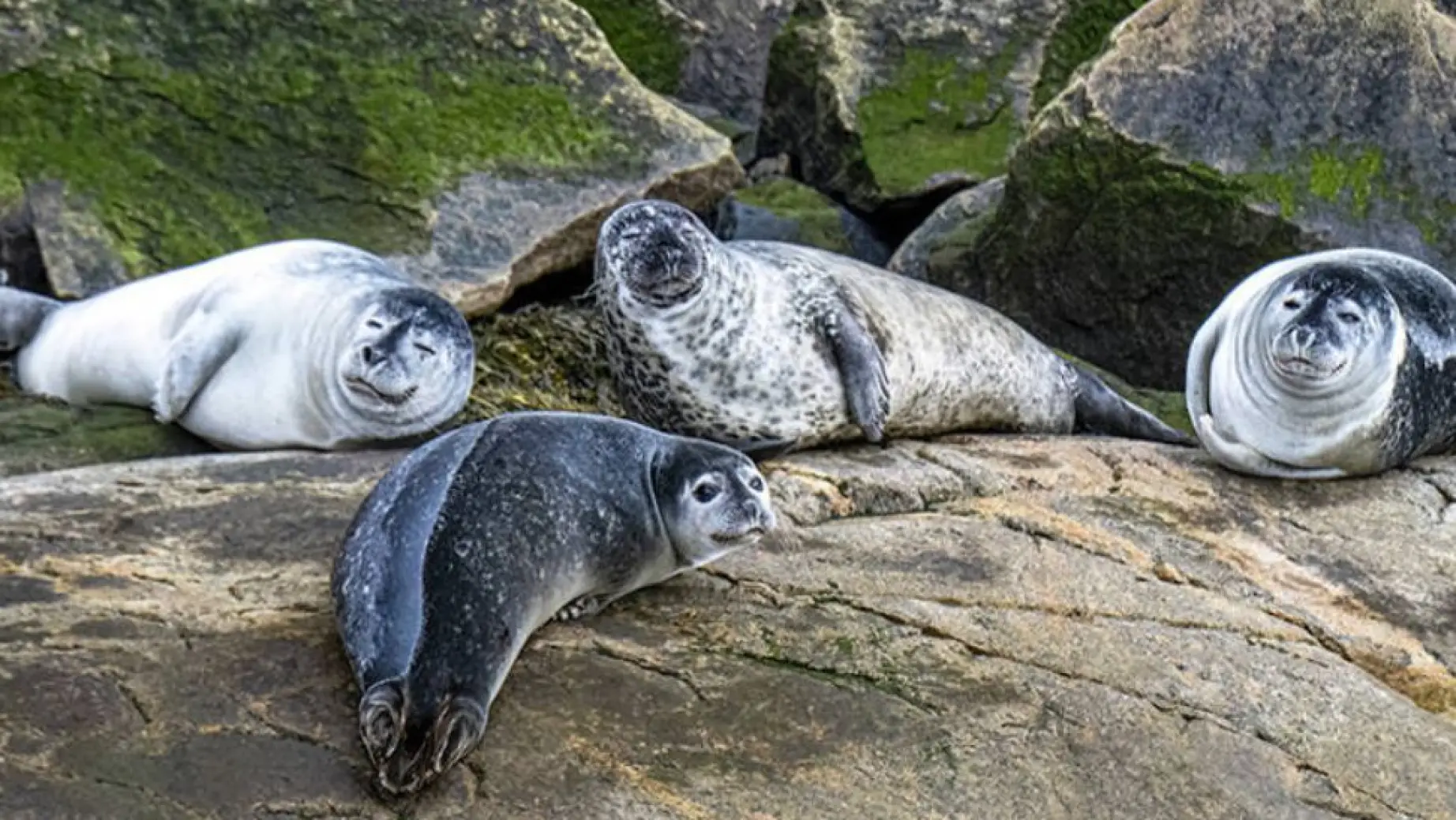 CAN Seals