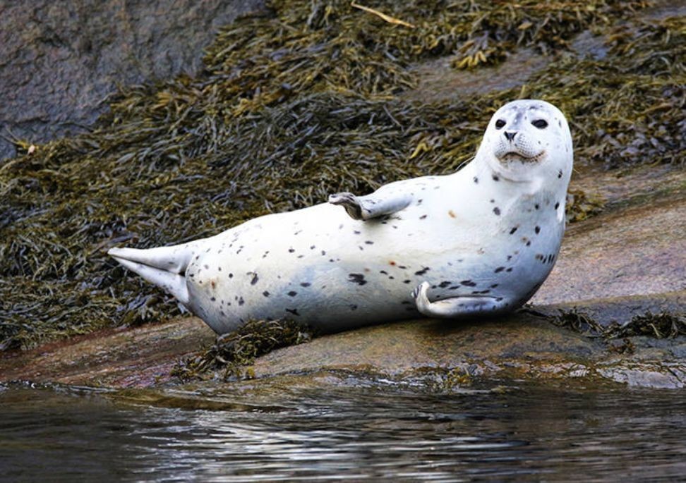 CAN seal hero