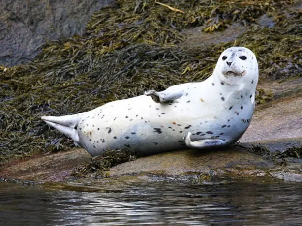 CAN seal hero