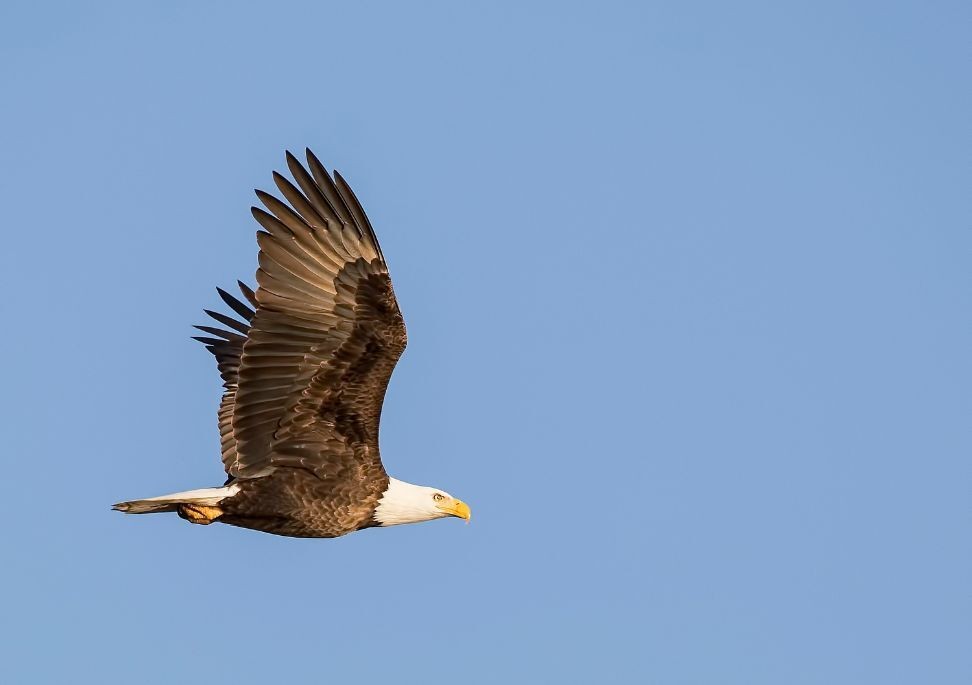 Bald eagle