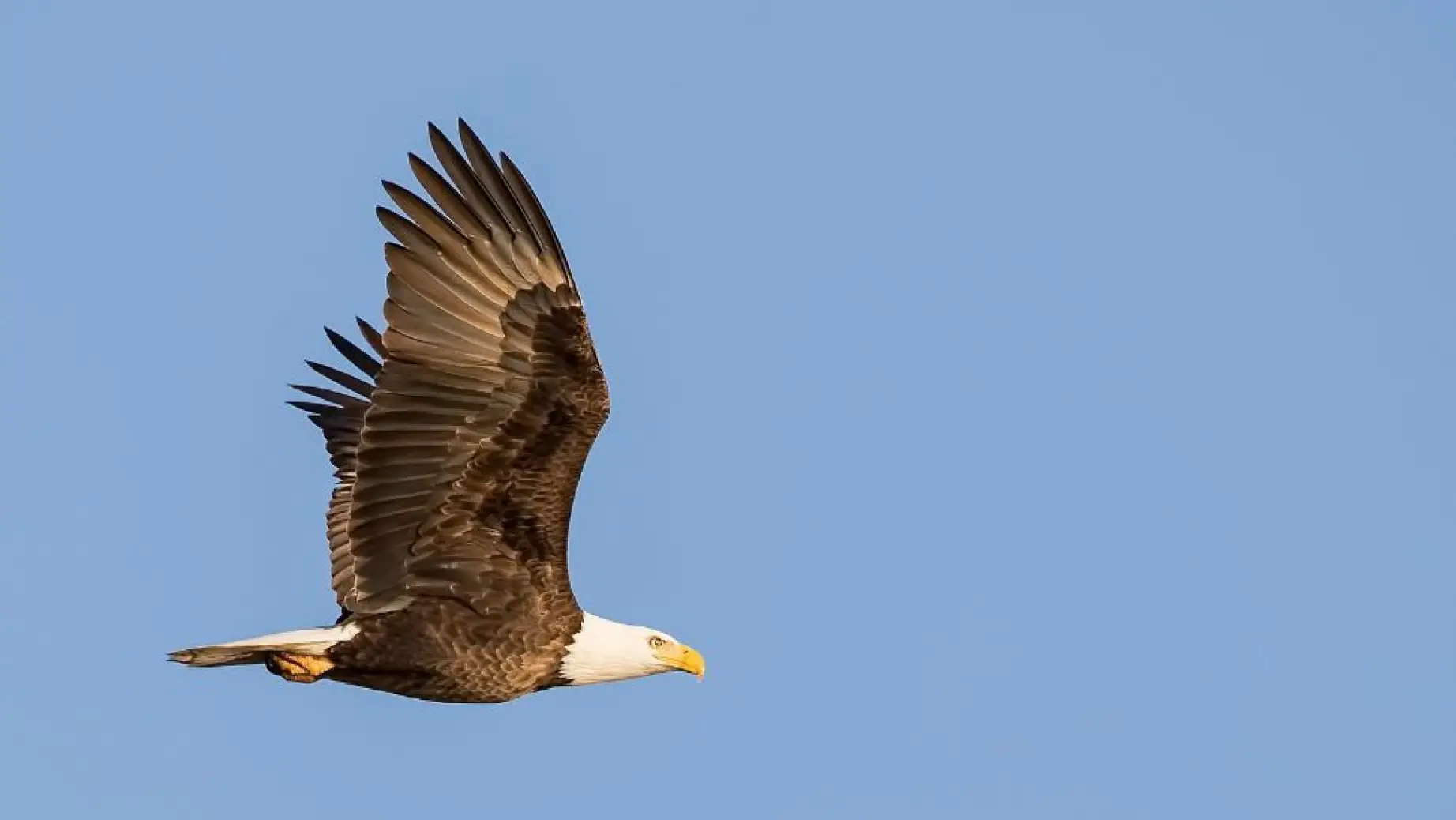 Bald eagle