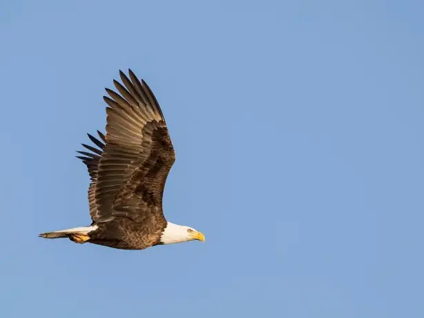 Bald eagle