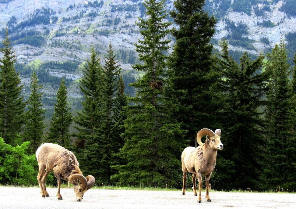 Banff National Park Bighorn Sheep
