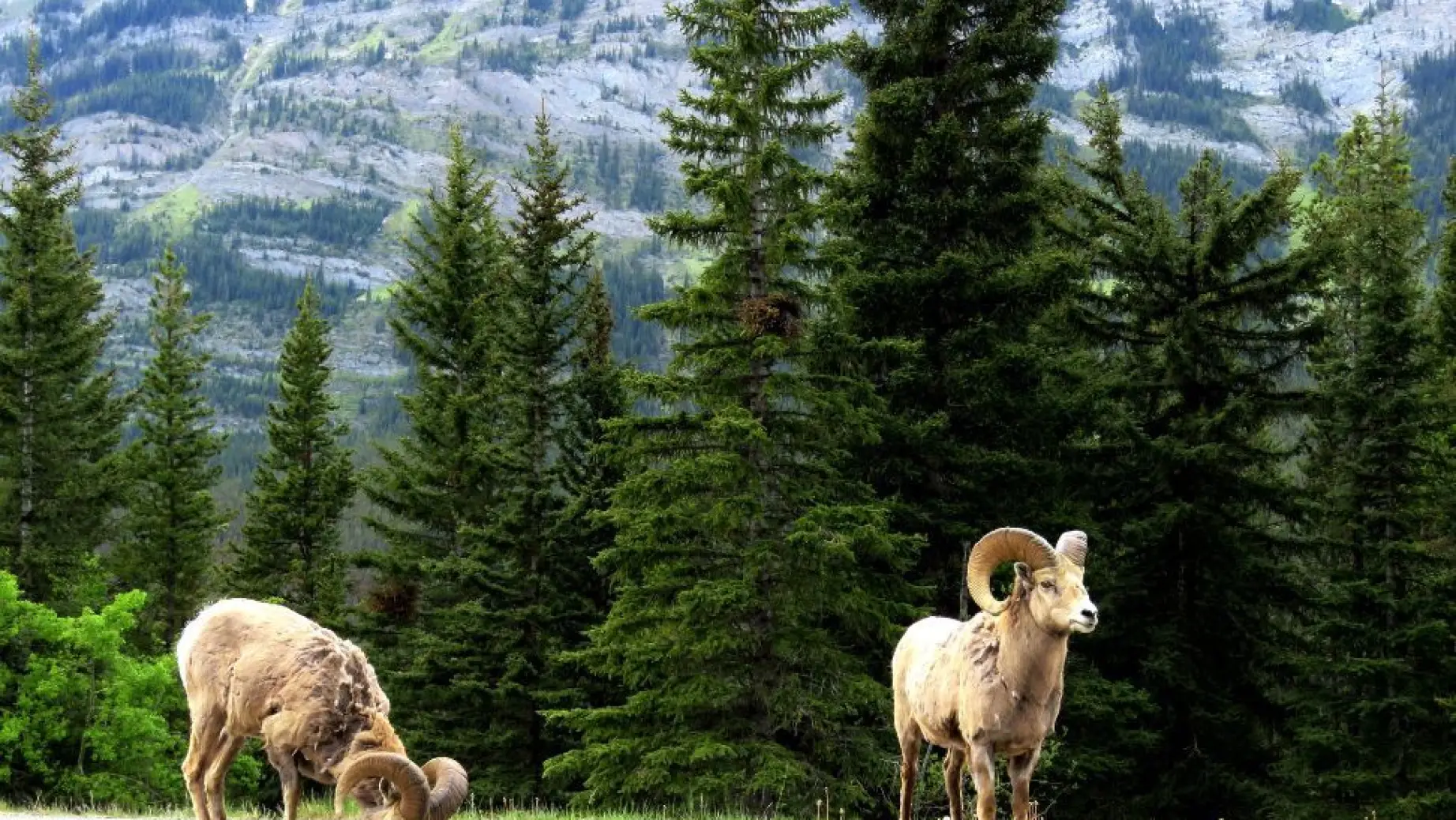 Banff National Park Bighorn Sheep