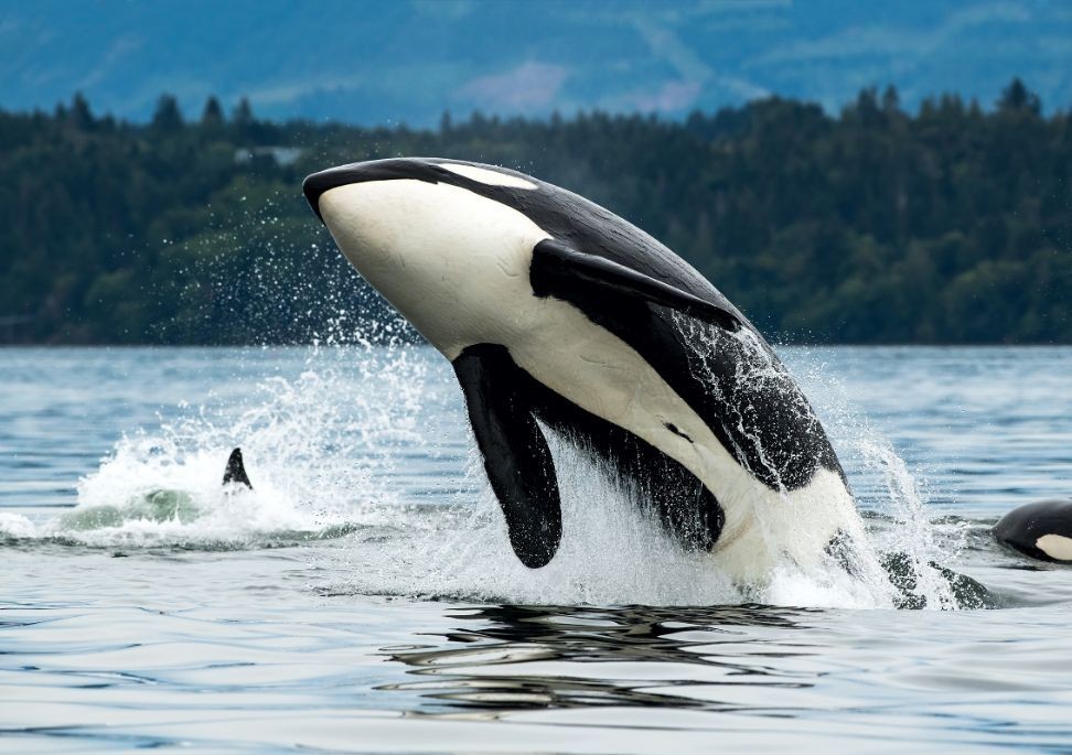 An orca breaches the water around Vancouver Island in British Columbia, Canada