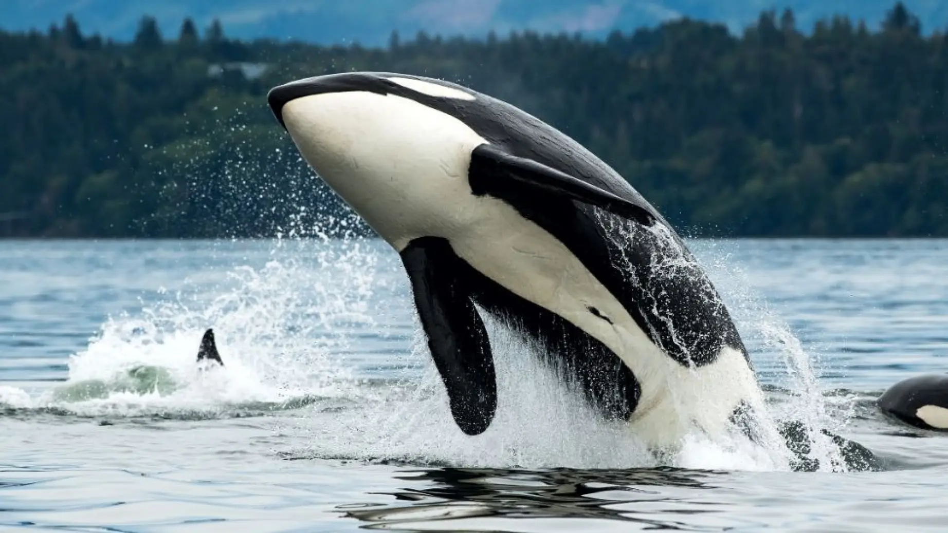 An orca breaches the water around Vancouver Island in British Columbia, Canada