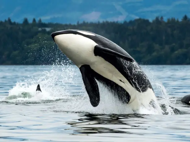Ein Orca springt vor der Küste von Vancouver Island in British Columbia, Kanada, aus dem Wasser