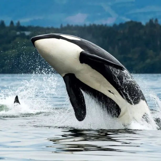 Ein Orca springt vor der Küste von Vancouver Island in British Columbia, Kanada, aus dem Wasser