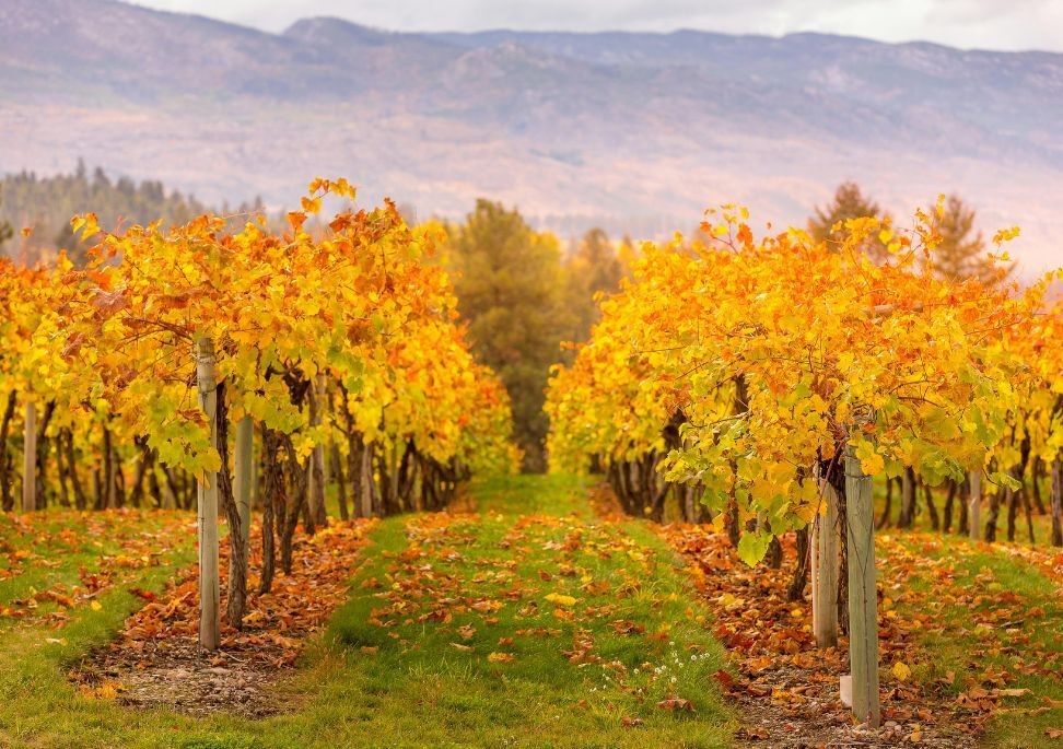 Lines of vines with golden leaves during autumn in the Okanagan Valley in Canada