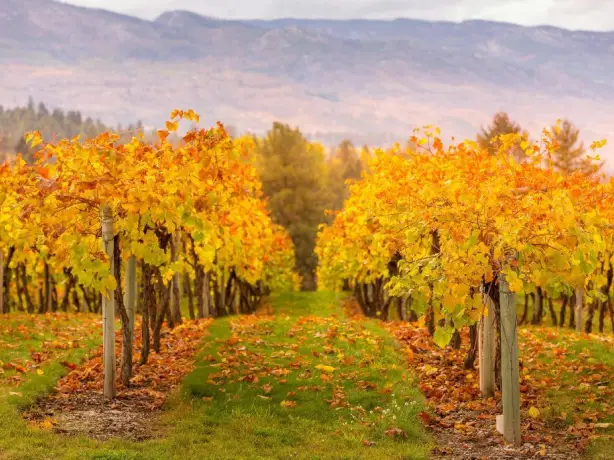 Lines of vines with golden leaves during autumn in the Okanagan Valley in Canada