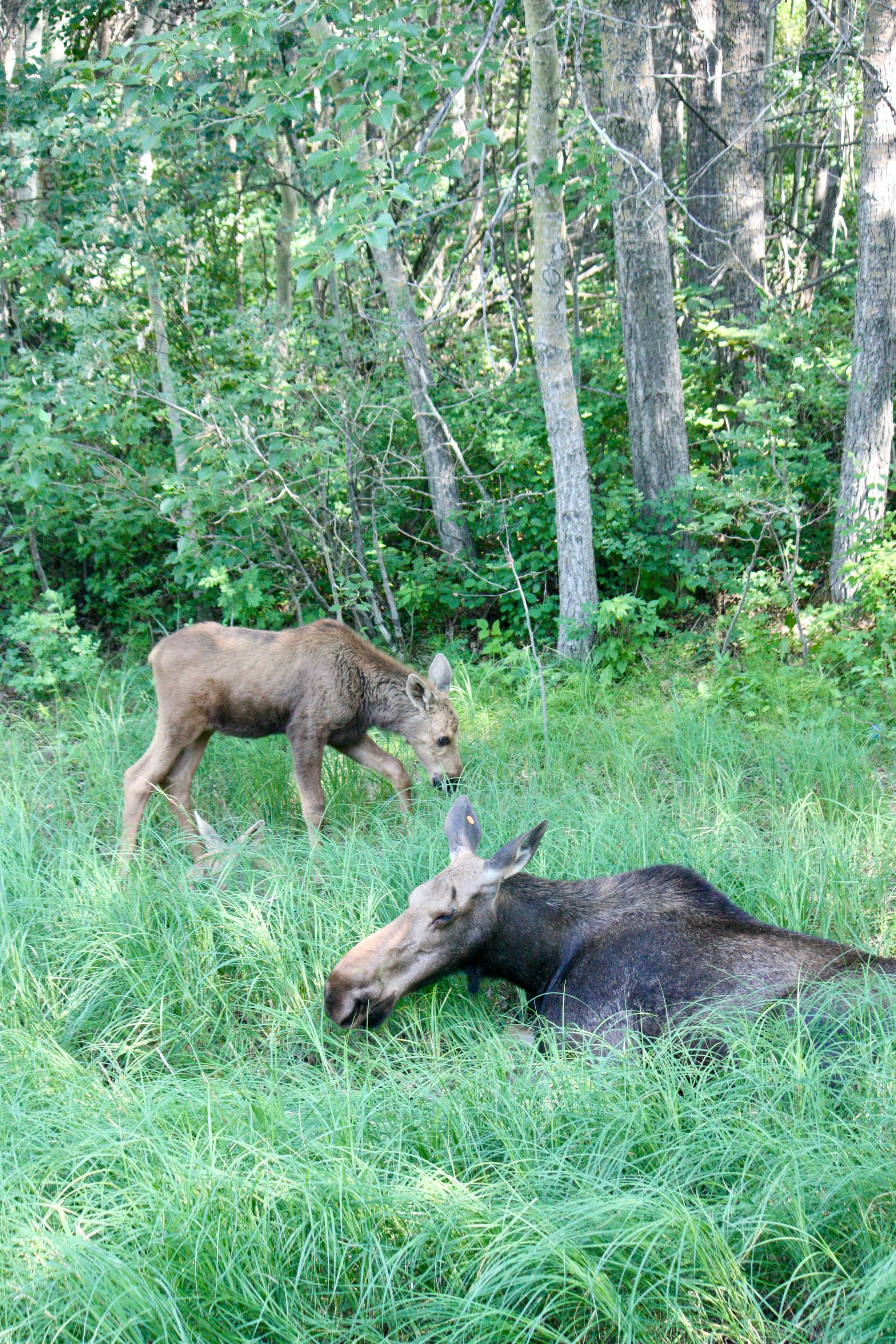 canada-spring-baby-moose