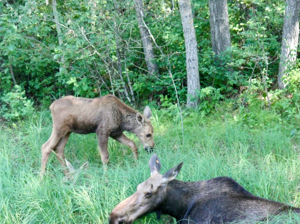 canada-spring-baby-moose